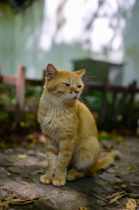 西园寺里的猫咪9