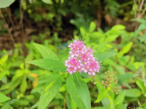 粉花绣线菊