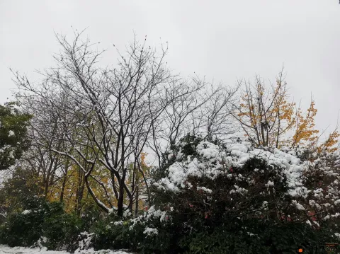 西湖边的雪景