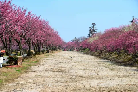 龙之梦东方盆景园3