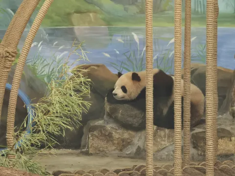 大熊猫