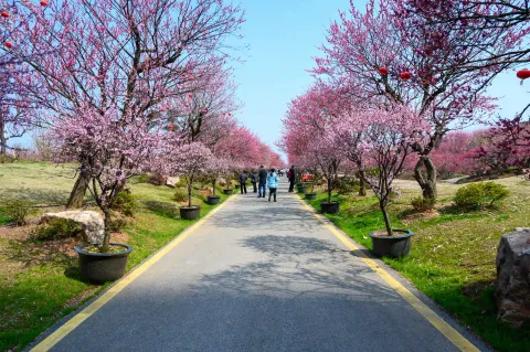 龙之梦东方盆景园2