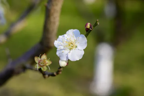 超山梅花17