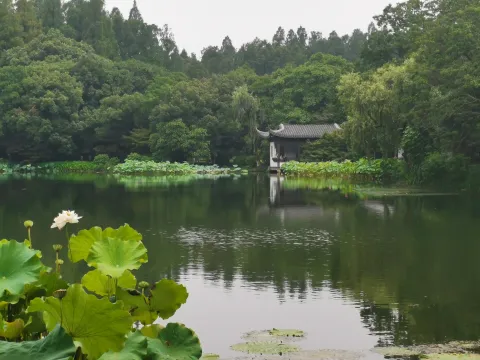 曲院风荷11