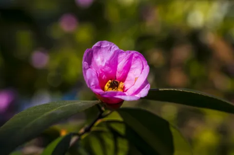 花中采蜜的蜜蜂6