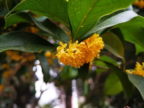 桂花飘香
