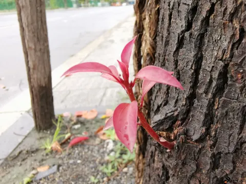 叶片上的水滴