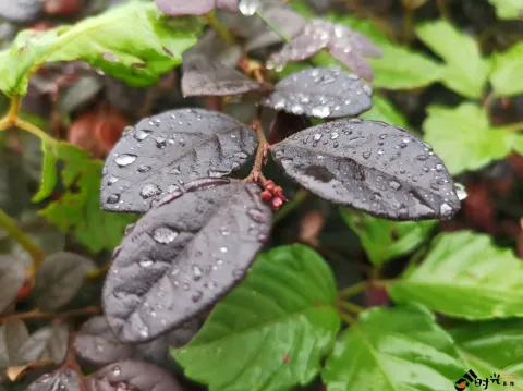 叶片上的水滴