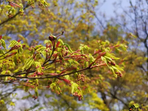 太子湾公园赏花