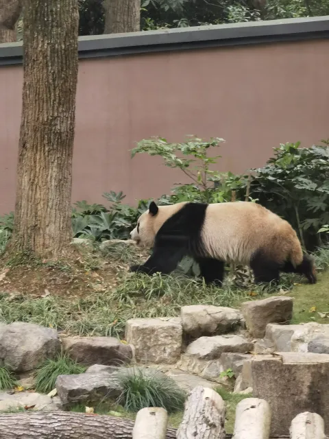 憨态可爱的大熊猫7