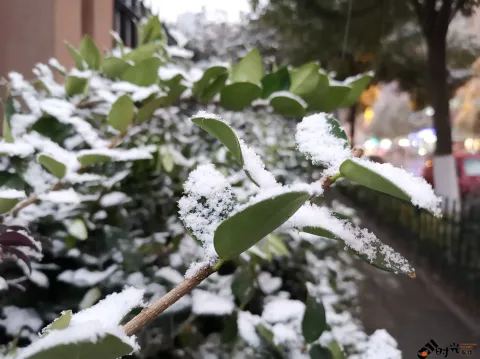 2018年的尾巴尽然下了一场不小的雪