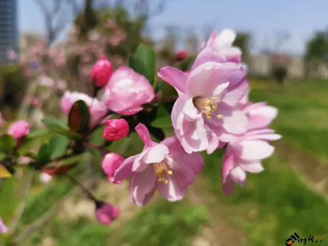 桃花盛开
