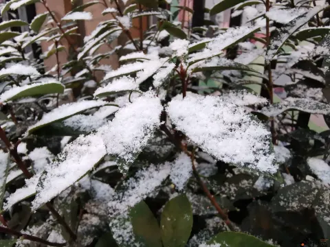 2018年的尾巴尽然下了一场不小的雪