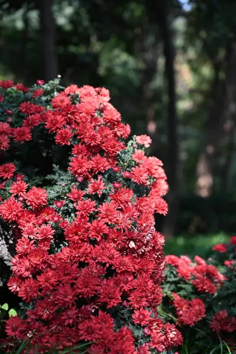 杭州植物园菊花展5