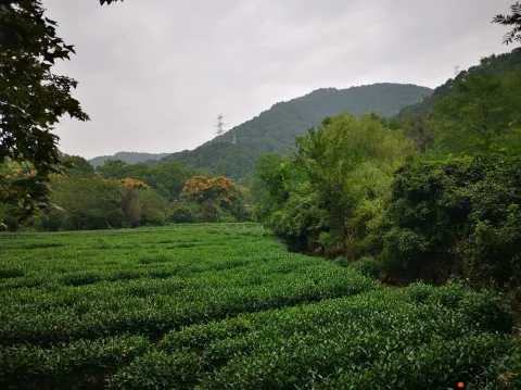 九溪路两侧的美景