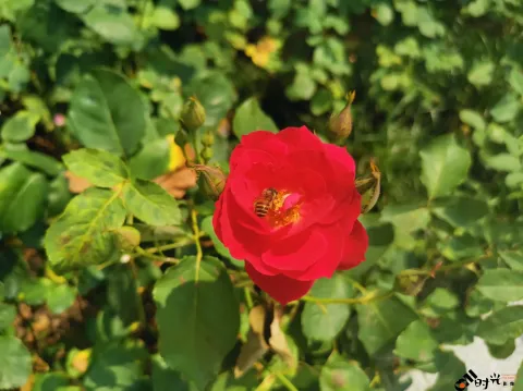月季花，蜜蜂采蜜