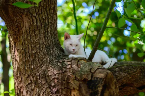 西园寺里的猫咪5