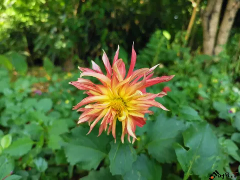 西溪湿地盛开的鲜花