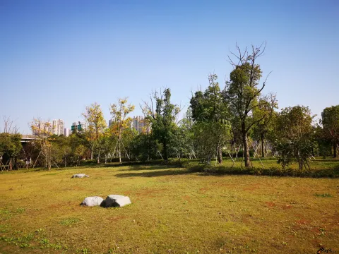 深秋，开始变的枯黄的草地