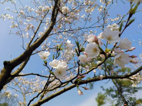 太子湾公园赏花