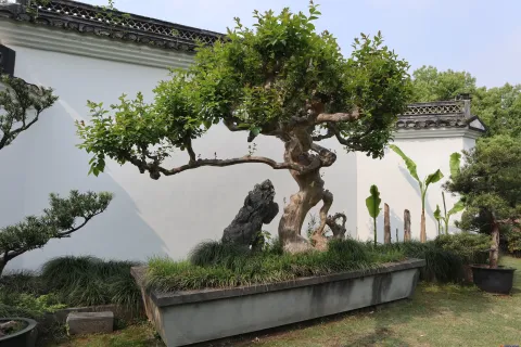 曲院风荷里面的盆景