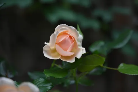 艳丽花开2