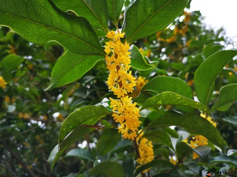桂花飘香