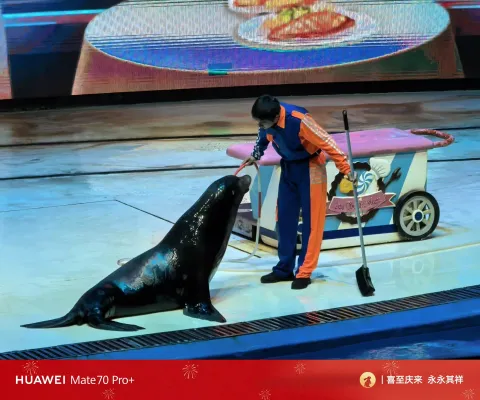 海狮哈哈秀9