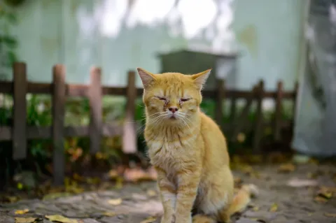 西园寺里的猫咪8