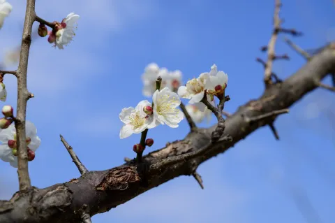超山梅花5
