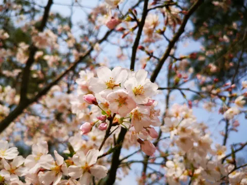 太子湾踏春51