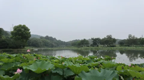夏雨中清新绽放的荷花