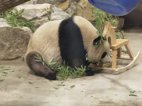憨态可爱的大熊猫10