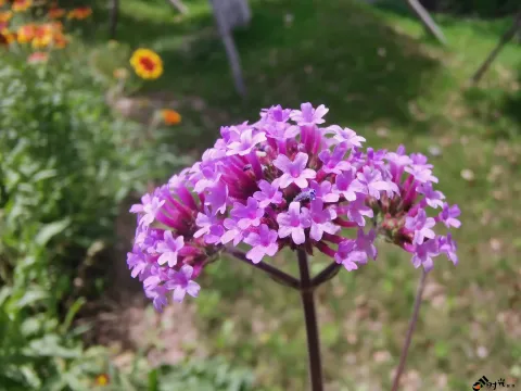 高架一侧绿化隔离带内各种盛开的鲜花