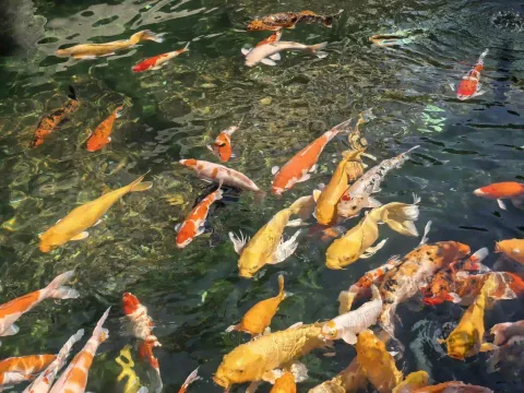 寒山寺锦鲤14