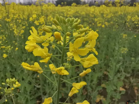 充满熟悉味道的油菜花