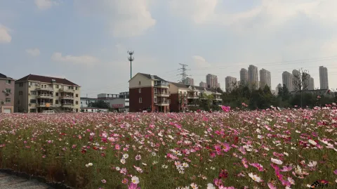 杭州三墩兰里生态园，行走在花海中