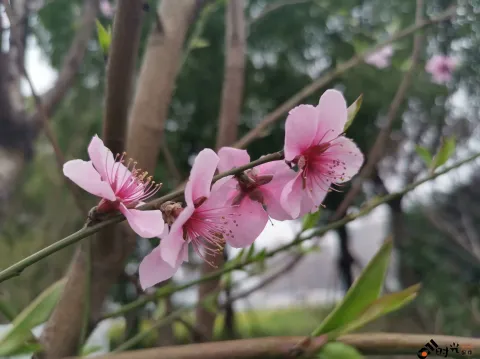 桃花盛开