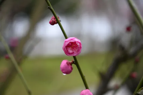 腊梅3