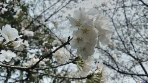 盛开的樱花