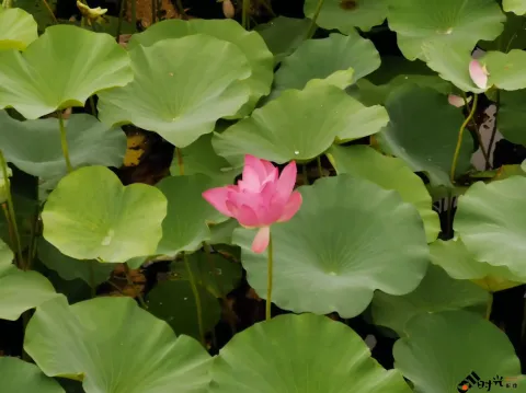 湖中绽放的荷花