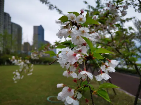 最美樱花走道7