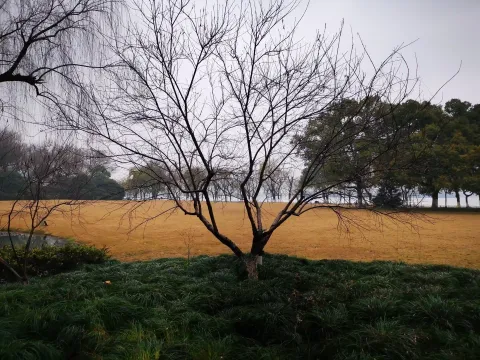 柳浪闻莺13