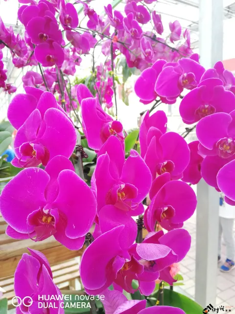 鲜花玻璃房内的花卉