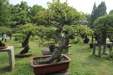 曲院风荷里面的盆景