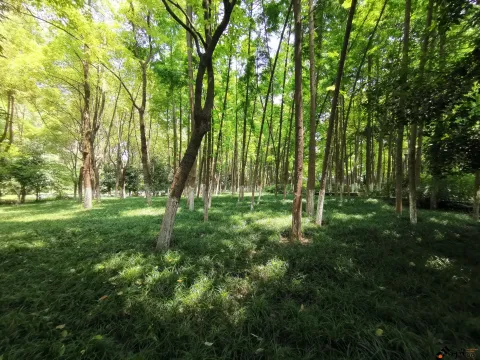 钱江新城森林公园