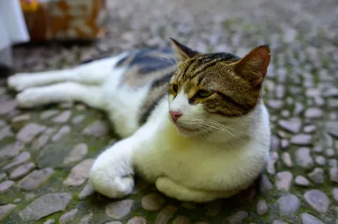 西园寺里的猫咪