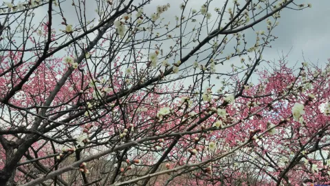 孤山看梅