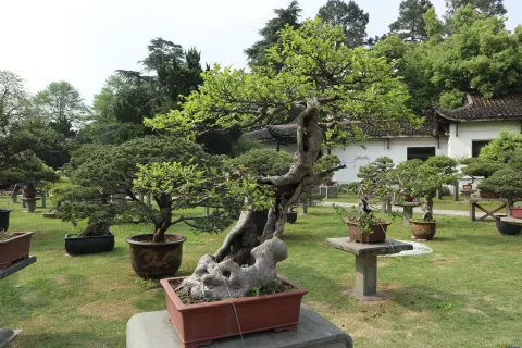 曲院风荷里面的盆景