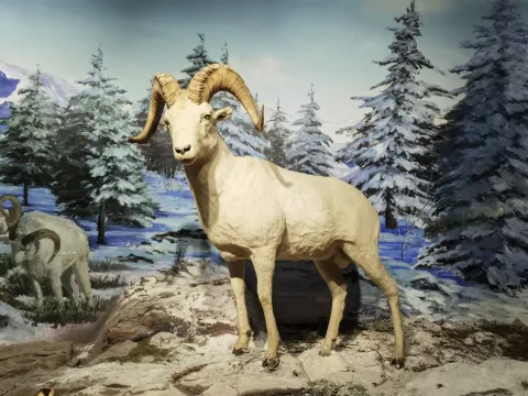 肯尼斯·贝林世界野生动物展17